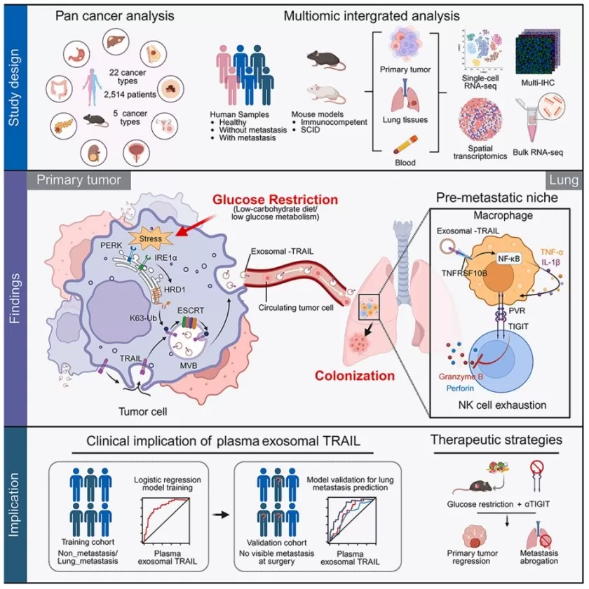 Pan-cancer multi-omics shows glucose restriction triggers exosomal TRAIL, primes lung pre-metastatic niche, and predicts metastasis via plasma biomarkers.